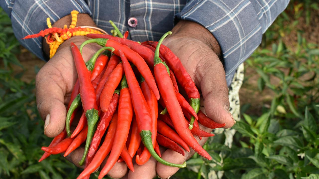 Red Chilly